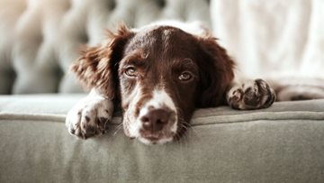 Huddersfield care home promotes Resident wellbeing with animal therapy